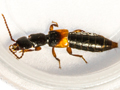 Achenium depressum